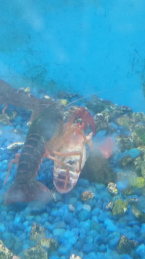 Pet Supply Store «Pet Club San Mateo», reviews and photos, 1850 S Norfolk St, San Mateo, CA 94403, USA