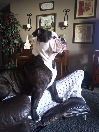 Bollinger County Veterinary image