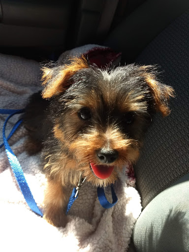 Pet Supply Store «Petco Animal Supplies», reviews and photos, 298 Spring Creek Drive, Franklin, TN 37067, USA