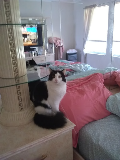 Pet Supply Store «Pet Supermarket», reviews and photos, 4316 Commercial Way, Spring Hill, FL 34606, USA