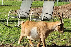 The Belmont Goats image