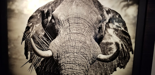 Art Gallery «National Geographic | Fine Art Galleries», reviews and photos, 607 E Las Olas Blvd, Fort Lauderdale, FL 33301, USA