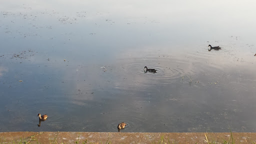 Golf Club «Pinecrest Golf Club», reviews and photos, 1200 8th Ave SW, Largo, FL 33770, USA