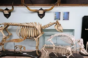 Museum of Veterinary Anatomy image