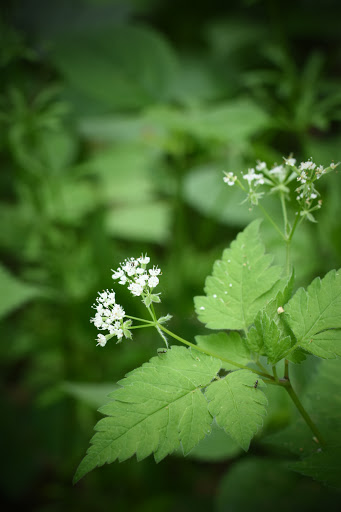Nature Preserve «Hidden Oaks Conservation Area», reviews and photos, 419 Trout Farm Rd, Bolingbrook, IL 60440, USA