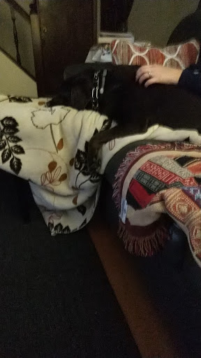 Pet Store «Pet Valu», reviews and photos, 594 Farmington Ave, Bristol, CT 06010, USA