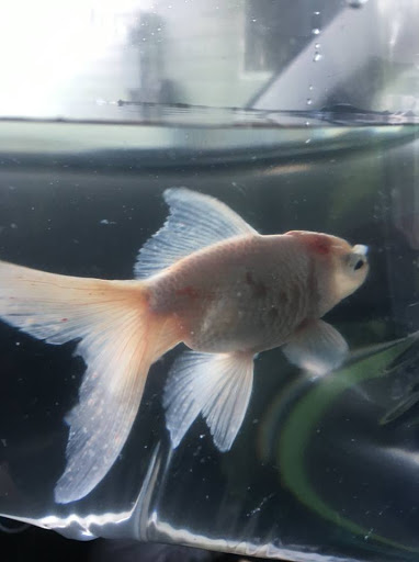 Tropical Fish Store «Delta Pet Center LLC», reviews and photos, 1370 Corporate Square Blvd, Slidell, LA 70458, USA