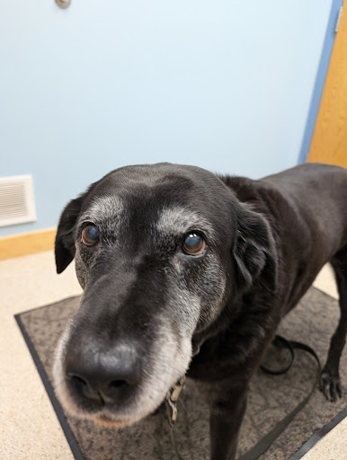 Northside Animal Hospital image