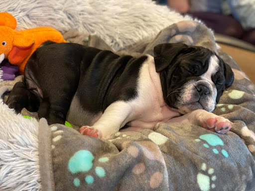 Insurance Agency «Lesa Yoho - State Farm Insurance Agent», reviews and photos