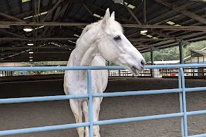 Spring Down Equestrian Center image