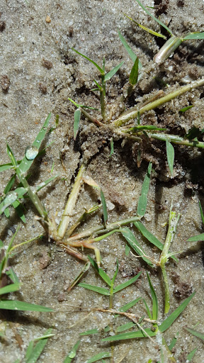 Golf Driving Range «Tanglewood Golf and Country Club», reviews and photos, 5916 Tanglewood Dr, Milton, FL 32570, USA