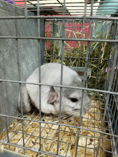 Pet Store «Kalamazoo Reptile Show», reviews and photos, 2900 Lake St, Kalamazoo, MI 49048, USA