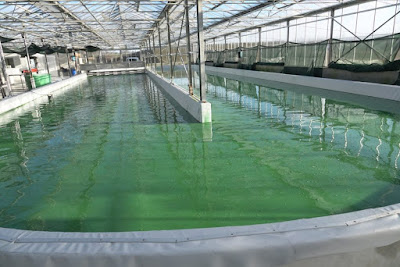 RessourSée - Spiruline de Normandie à Cuves