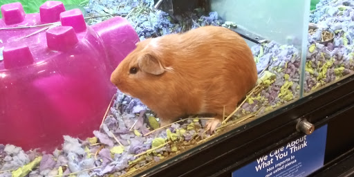 Pet Supply Store «PetSmart», reviews and photos, 3530 Rosemead Blvd, Rosemead, CA 91770, USA