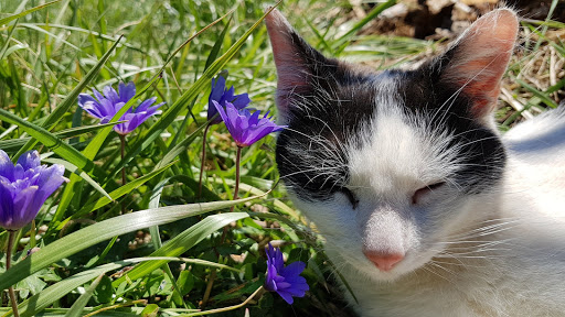 Allen Animal Hospital image