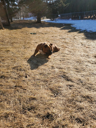 Pet Supply Store «Pet Evolution - Pet Food | Dog Wash | Grooming», reviews and photos, 429 Commerce Dr, Woodbury, MN 55125, USA