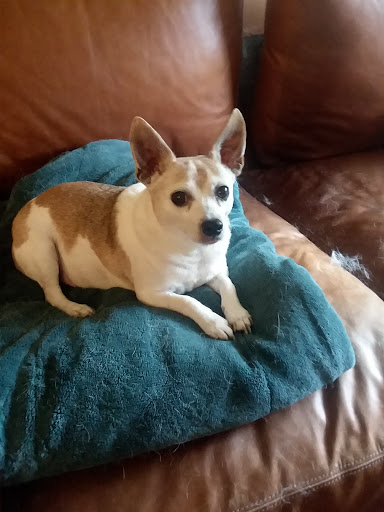 Pet Supply Store «Pet Supplies Plus», reviews and photos, 5092 Mayfield Rd, Lyndhurst, OH 44124, USA