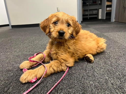 Nissan Dealer «Pat Peck Nissan - Gulfport», reviews and photos, 9480 US 49, Gulfport, MS 39503, USA