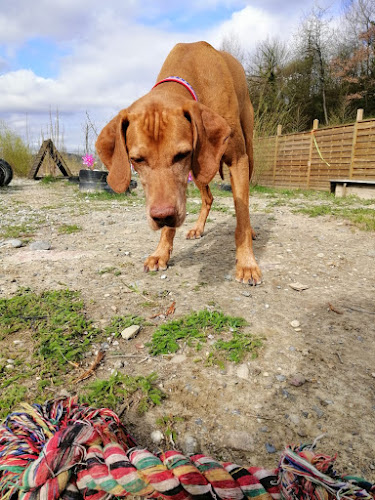 Kommentare und Rezensionen über Happy Tails Dogcare