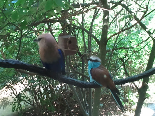 Golf Club «Safari Golf Club», reviews and photos, 4850 W Powell Rd, Powell, OH 43065, USA