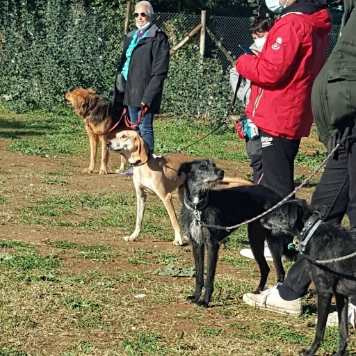 Pensioni per cani e dog hotel a Turning Point