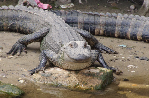 Amusement Park «Adventure Landing Jacksonville Beach», reviews and photos, 1944 Beach Blvd, Jacksonville Beach, FL 32250, USA