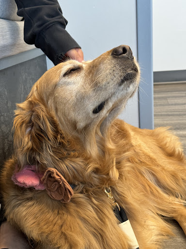 Emergency Veterinary Care Centers image