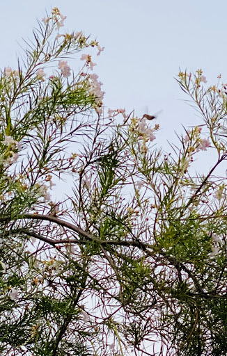 Park «Grapevine Springs Park», reviews and photos, 700 Park St, Coppell, TX 75019, USA