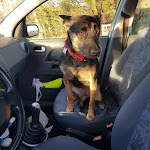 Photo n° 2 de l'avis de Christelle.i fait le 06/02/2024 à 19:10 pour Société Bolbecaise de Protection des Animaux à Lintot