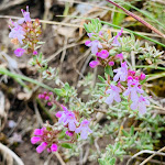 Photo n° 11 de l'avis de jonathan.e fait le 17/05/2021 à 11:01 pour Prieuré d’Aleyrac : Notre Dame La Brune à Aleyrac