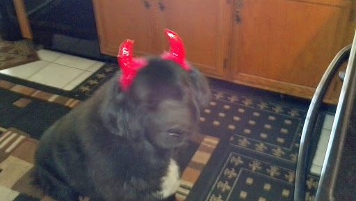 Pet Supply Store «Bark Avenue Pet Supply», reviews and photos, 3109 E McKellips Rd, Mesa, AZ 85213, USA