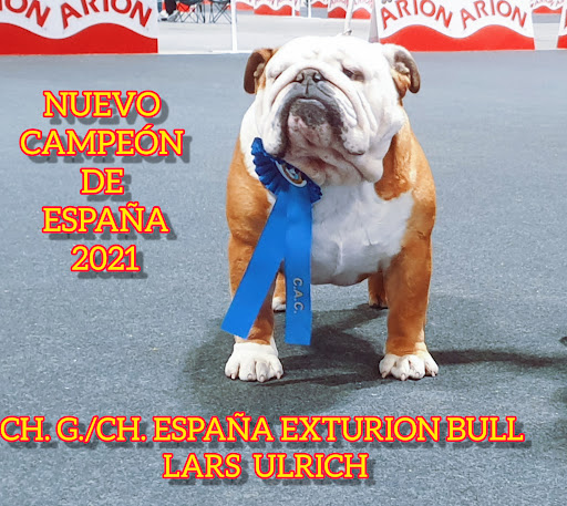 BULLDOG EXTURION-CRIADERO DE BULLDOG INGLES
