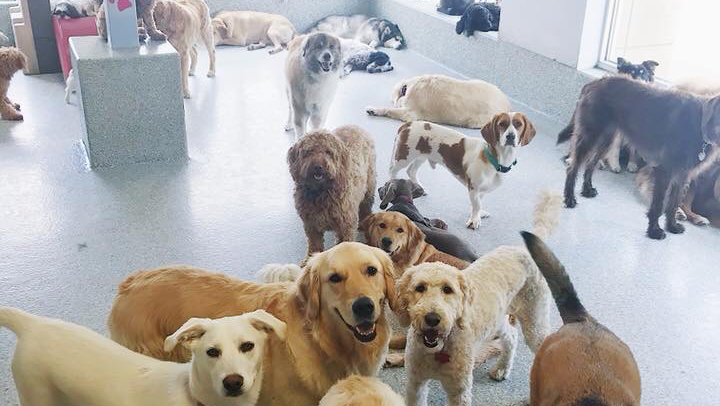 Happy Pawz | Dog Boarding, Grooming & Daycare