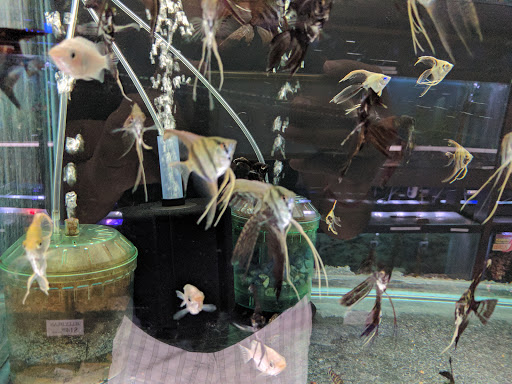 Pet Store «Forest Lake Pets», reviews and photos, 120 Lake St N, Forest Lake, MN 55025, USA