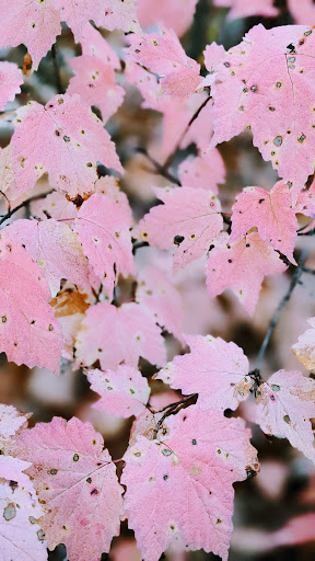 Nature Preserve «Hemlock Bluffs Nature Preserve», reviews and photos, 2616 Kildaire Farm Rd, Cary, NC 27511, USA