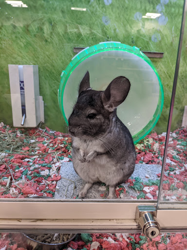 PetSmart image