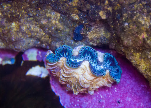 Aquarium Shop «Wet Pets by Steve», reviews and photos, 504 W Main St, Norman, OK 73069, USA