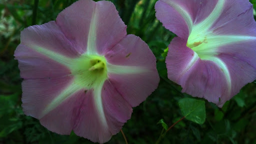 Nature Preserve «Van Vlissingen Prairie», reviews and photos, 1735 East 96th Street, Chicago, IL 60617, USA