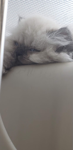 Pet Store «Petland Hoffman», reviews and photos, 11 Golf Center, Hoffman Estates, IL 60169, USA