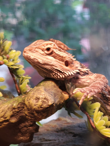 Pet Supply Store «PetSmart», reviews and photos, 4654 Milestone Ln, Castle Rock, CO 80104, USA