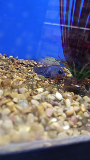 Pet Supply Store «Petco Animal Supplies», reviews and photos, 7225 N Keystone Ave i, Indianapolis, IN 46240, USA