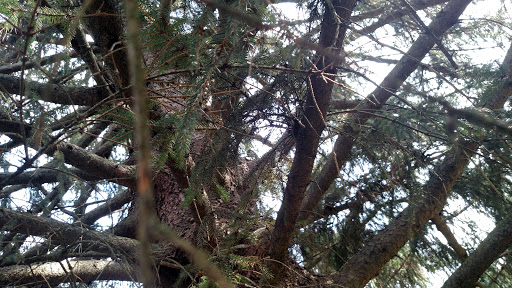 Public Golf Course «St Joe Valley Golf Club», reviews and photos, 24953 M-86, Sturgis, MI 49091, USA