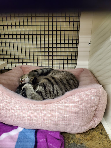 Pet Supply Store «Petco Animal Supplies», reviews and photos, 3480 Wilkes Barre Blvd, Wilkes-Barre, PA 18702, USA