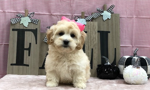 Pet Store «Happiness Is Pets Vi», reviews and photos, 616 E Roosevelt Rd, Lombard, IL 60148, USA