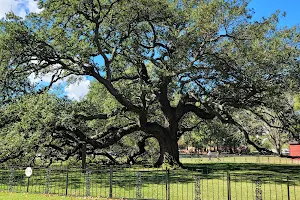 Emancipation Oak image