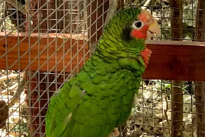 Cayman Parrot Sanctuary image