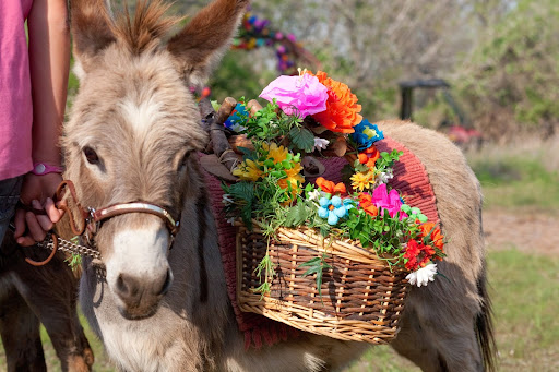 Wedding Venue «Old Glory Ranch», reviews and photos, 3633 River Rd, Wimberley, TX 78676, USA