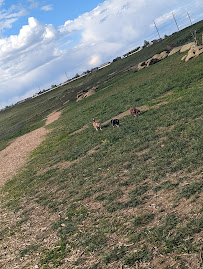High Sierra Dog Park - Photo 5 - Car repair in Billings, MT, Billings