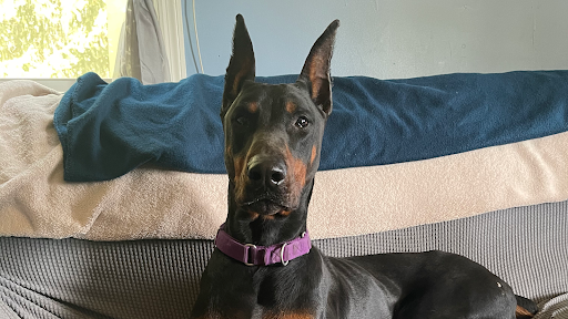 Photo of Doberman Fields LLC
