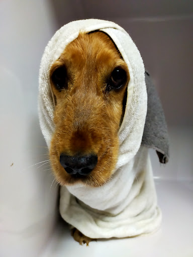 Clínica Veterinaria Molina en Molina de Aragón